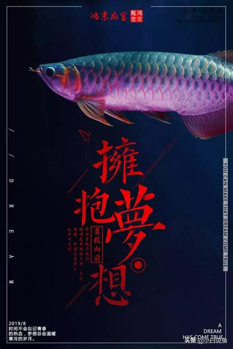 龍魚壽命|龍魚一年能長多大，能活多久